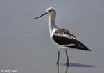 American Avocet 18 - Recurvirostra americana