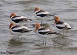 American Avocet 19 - Recurvirostra americana
