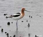 American Avocet 1 - Recurvirostra americana