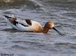 American Avocet 20 - Recurvirostra americana