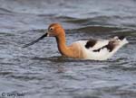 American Avocet 21 - Recurvirostra americana
