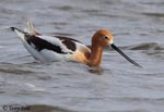 American Avocet 22 - Recurvirostra americana