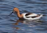 American Avocet 24 - Recurvirostra americana