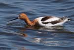 American Avocet 25 - Recurvirostra americana