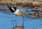 American Avocet 26 - Recurvirostra americana