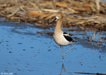 American Avocet 27 - Recurvirostra americana