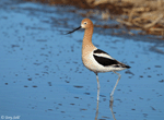 American Avocet 28 - Recurvirostra americana