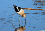 American Avocet 29 - Recurvirostra americana