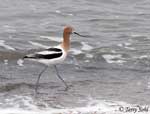 American Avocet 2 - Recurvirostra americana