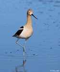 American Avocet 30 - Recurvirostra americana