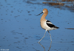 American Avocet 31 - Recurvirostra americana