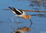 American Avocet 32 - Recurvirostra americana