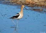 American Avocet 33 - Recurvirostra americana