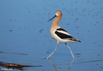 American Avocet 34 - Recurvirostra americana