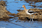 American Avocet 35 - Recurvirostra americana