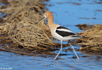 American Avocet 36 - Recurvirostra americana