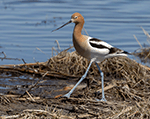 American Avocet 37 - Recurvirostra americana