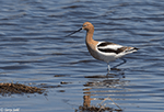 American Avocet 38 - Recurvirostra americana