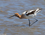 American Avocet 39 - Recurvirostra americana