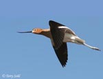 American Avocet 3 - Recurvirostra americana