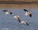 American Avocet 4 - Recurvirostra americana