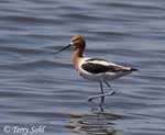 American Avocet 6 - Recurvirostra americana