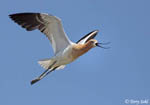 American Avocet 7 - Recurvirostra americana