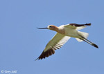 American Avocet 8 - Recurvirostra americana