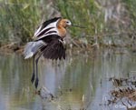 American Avocet 9 - Recurvirostra americana