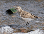 Baird's Sandpiper 6 - Calidris bairdii