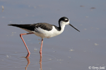 Black-necked Stilt 11 - Himantopus mexicanus