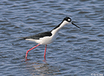 Black-necked Stilt 12 - Himantopus mexicanus