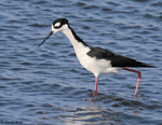 Black-necked Stilt - Himantopus mexicanus