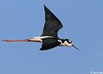 Black-necked Stilt 16 - Himantopus mexicanus