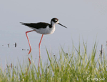 Black-necked Stilt 1 - Himantopus mexicanus