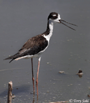 Black-necked Stilt 2 - Himantopus mexicanus