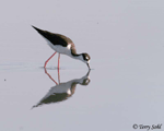 Black-necked Stilt 3 - Himantopus mexicanus
