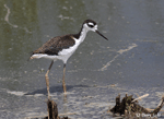 Black-necked Stilt 4 - Himantopus mexicanus