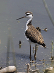 Black-necked Stilt 5 - Himantopus mexicanus