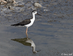 Black-necked Stilt 6 - Himantopus mexicanus