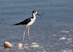 Black-necked Stilt 7 - Himantopus mexicanus
