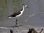 Black-necked Stilt 8- Himantopus mexicanus