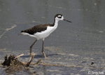Black-necked Stilt 9 - Himantopus mexicanus