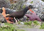 Black Oystercatcher - Haematopus bachmani