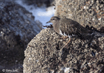 Black Turnstone - Arenaria melanocephala