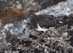 Black Turnstone - Arenaria melanocephala