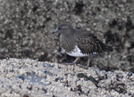 Black Turnstone - Arenaria melanocephala