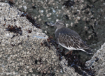 Black Turnstone - Arenaria melanocephala