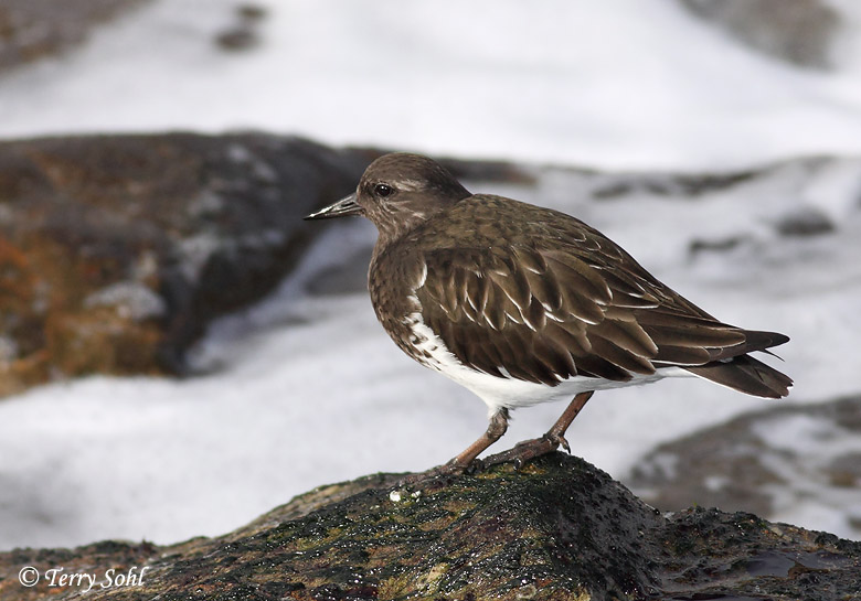Black Turnstone - Arenaria melanocephala
