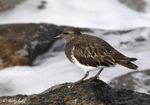 Black Turnstone - Arenaria melanocephala